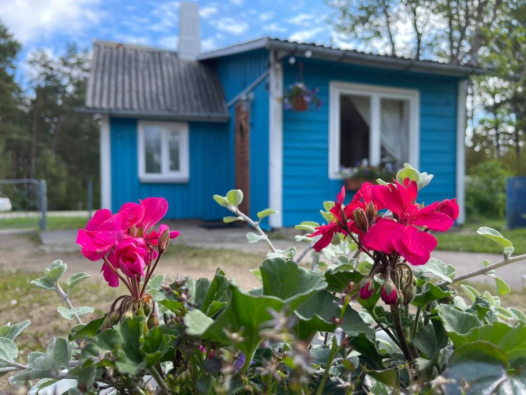 una casa azul con flores rosas delante en Stāsti, en Upesgrīva