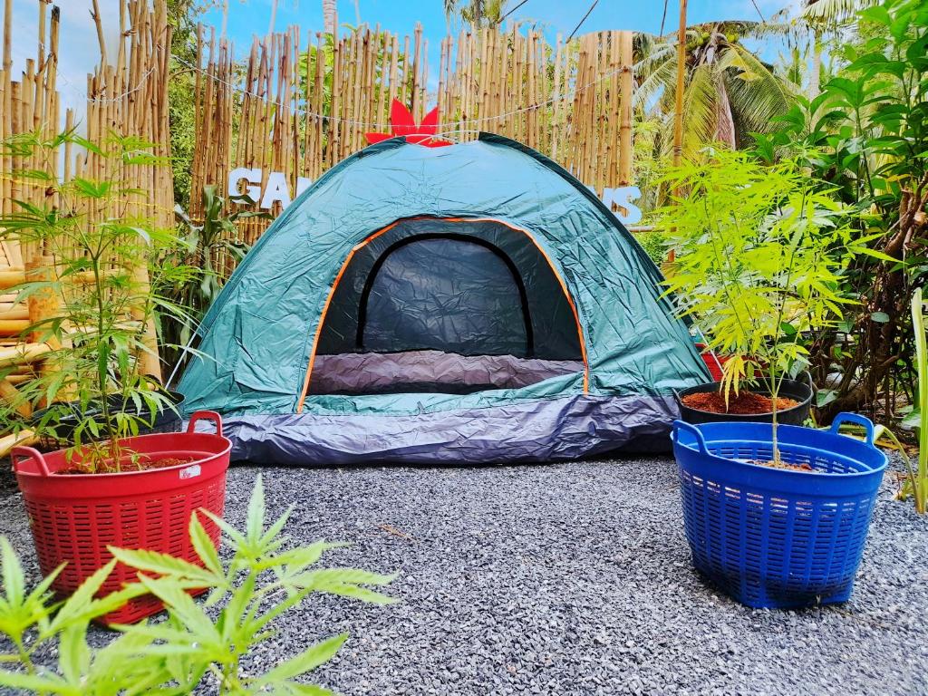 a blue tent in a garden with potted plants at Ganja Gardens Camping in Ban Nua