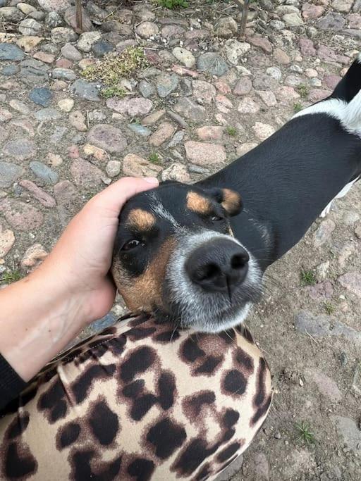 Domácí mazlíčci ubytovaní s hosty v ubytování Karensminde