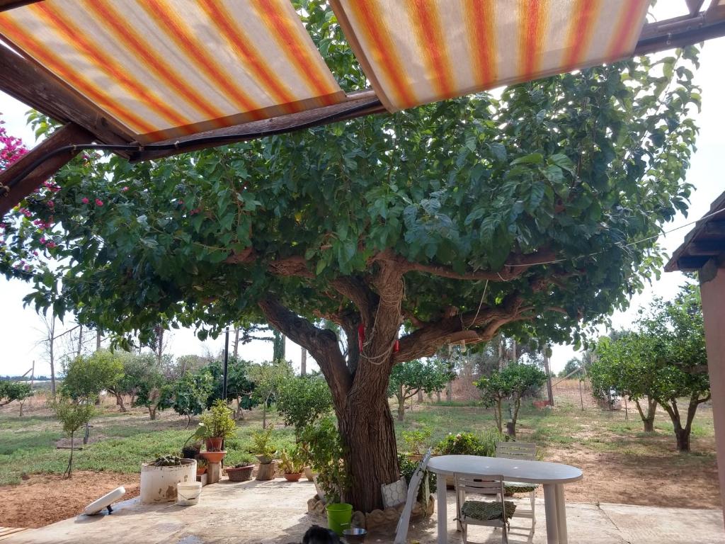 A garden outside Il gazebo
