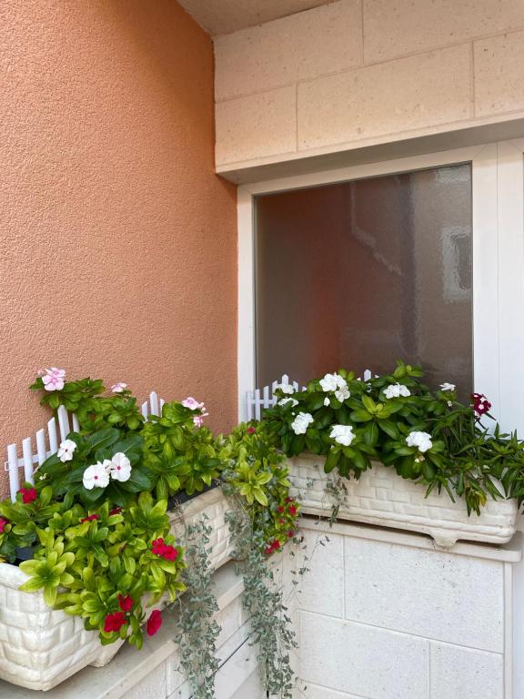 Zahrada ubytování Apartman Jukic