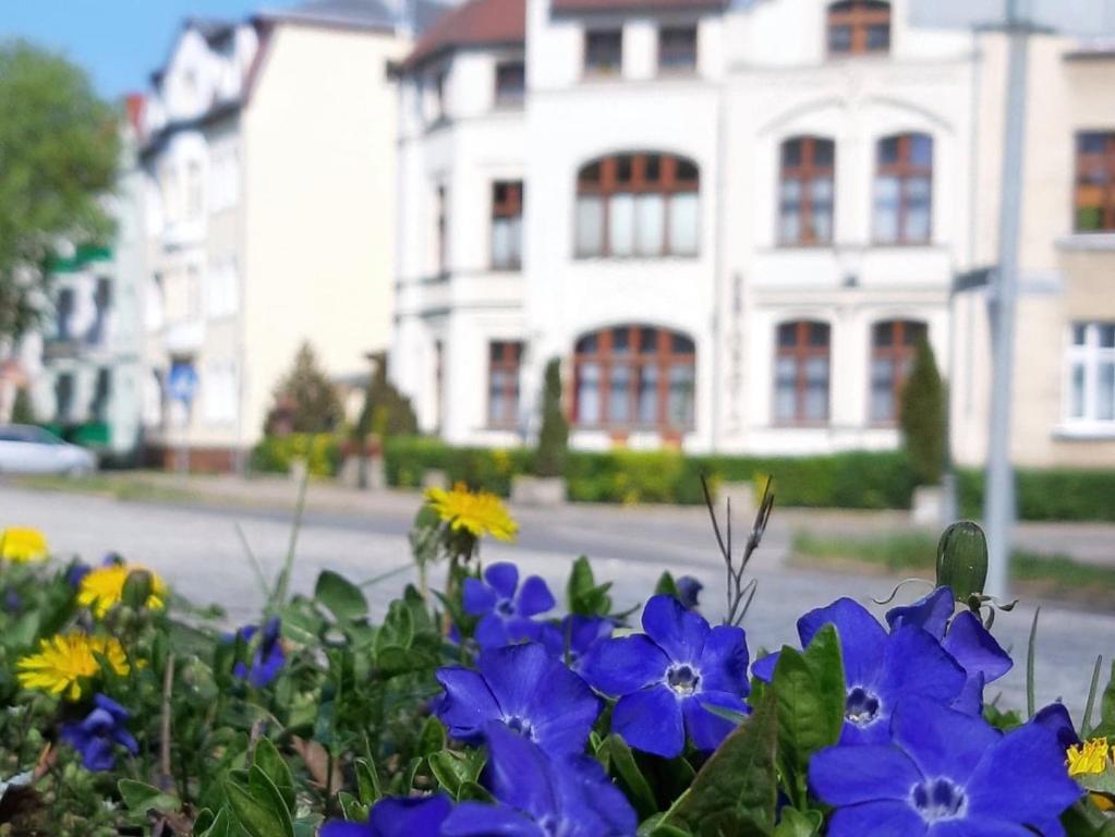 Zahrada ubytování Kamienica pod Kasztanami Świnoujście (Usedom Insel)