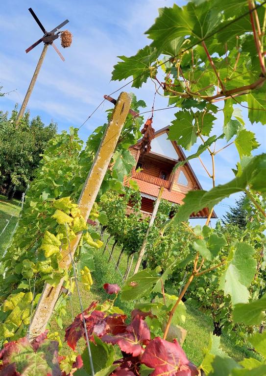 Zahrada ubytování APARTMA-SPA NATURA