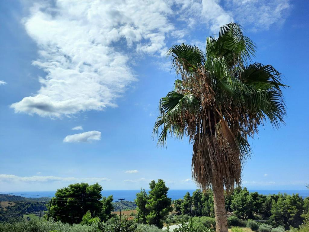 a palm tree on top of a hill at House with View in Agia Paraskevi