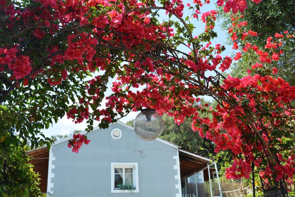 un árbol con flores rojas delante de una casa en Afroditi first floor apartment, en Achílleion