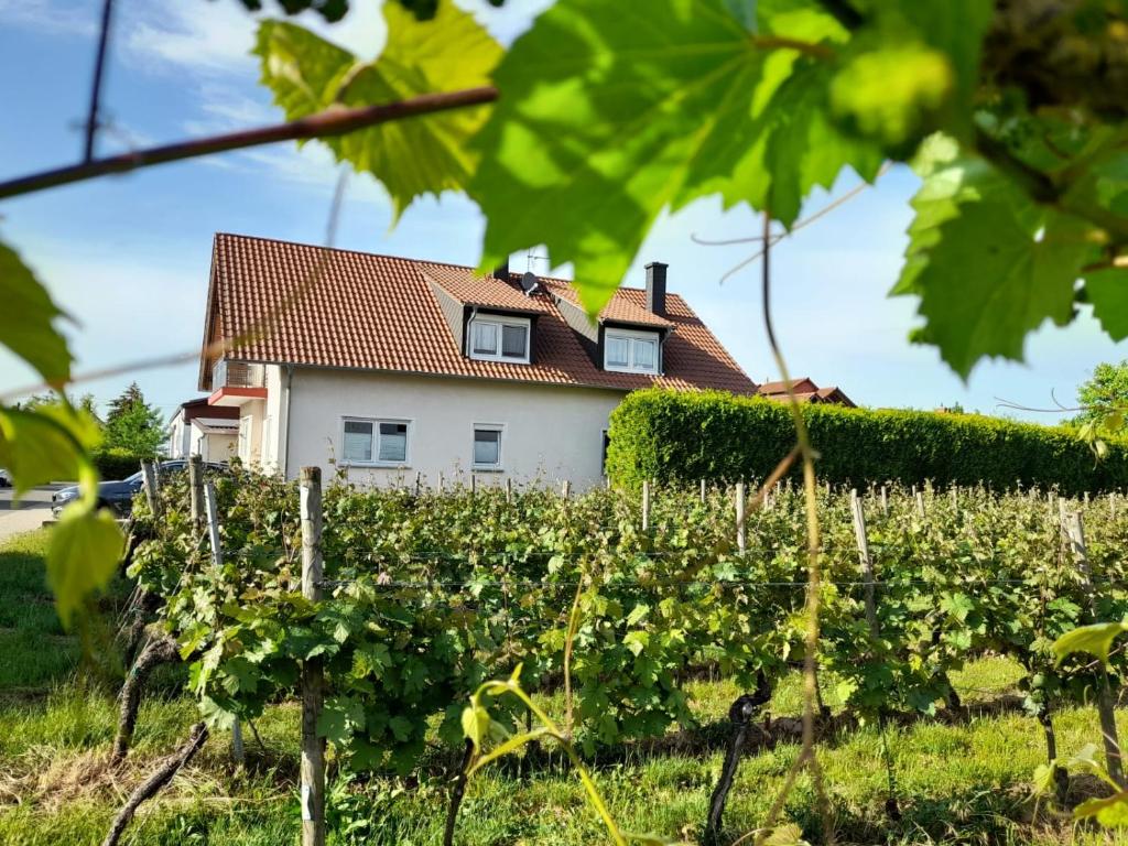 uma casa no meio de uma vinha em Ferienwohnung am Schoosberg, Niederkirchen bei Deidesheim em Niederkirchen bei Deidesheim