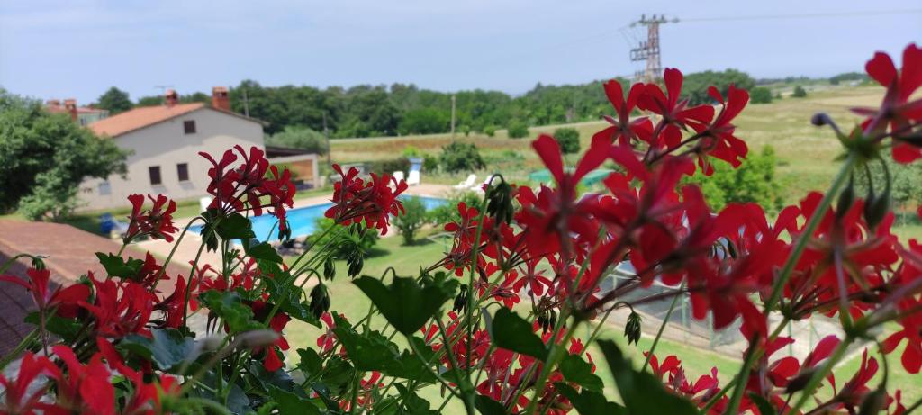 a group of red flowers in front of a pool at Moratto's Apartments in Umag