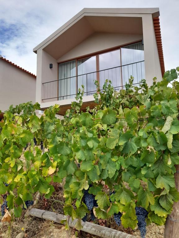 uma casa com grandes plantas verdes em frente em Quinta Manhas Douro em Provesende