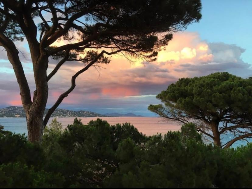 two trees on a hill with the ocean in the background at Villa Jungle Beach in Sainte-Maxime