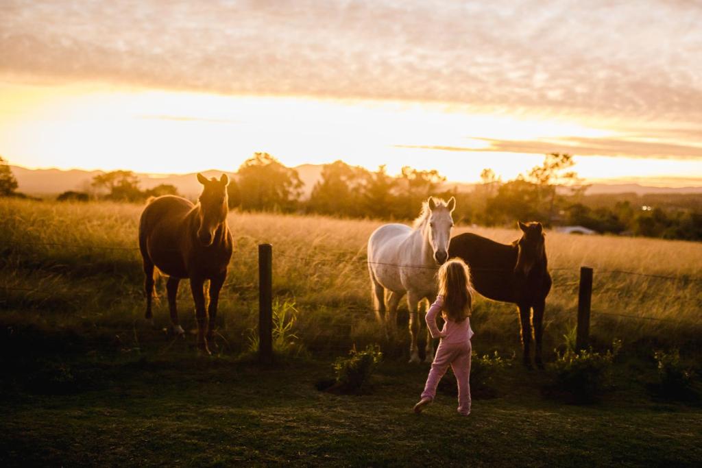 una niñita mirando caballos en un campo en Fernhill Guest Farm en Knysna