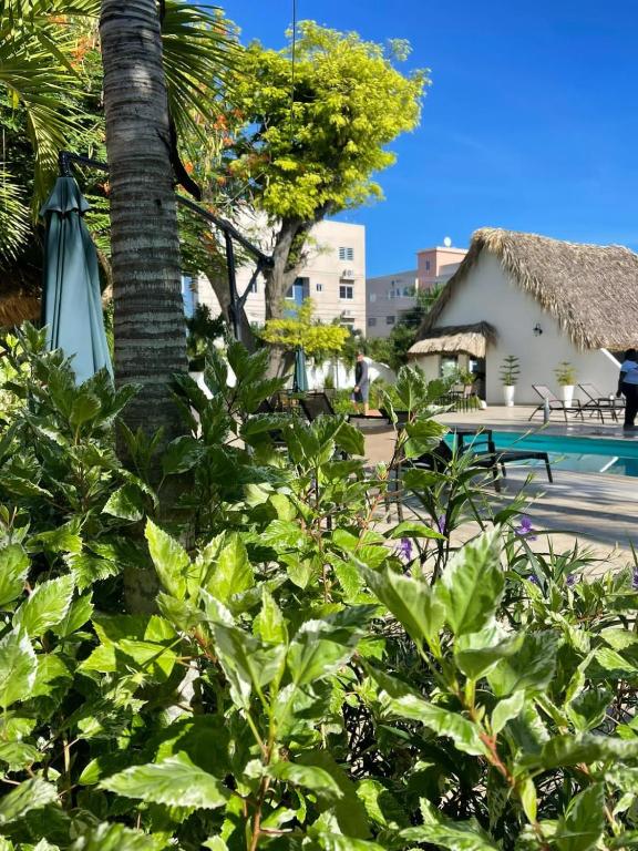 Zahrada ubytování Nuovo Hotel Playa Catalina