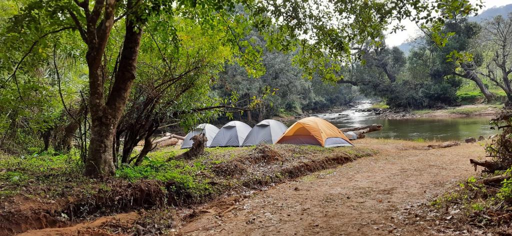 un grupo de tiendas de campaña a orillas de un río en Coorg River Rock Camping, en Madikeri