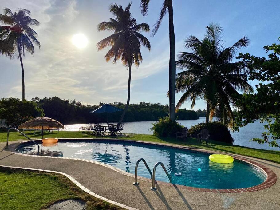 Toa Baja的住宿－Relaxing Property with Stunning Views and Pool，一座游泳池,旁边是一座湖泊,种有棕榈树