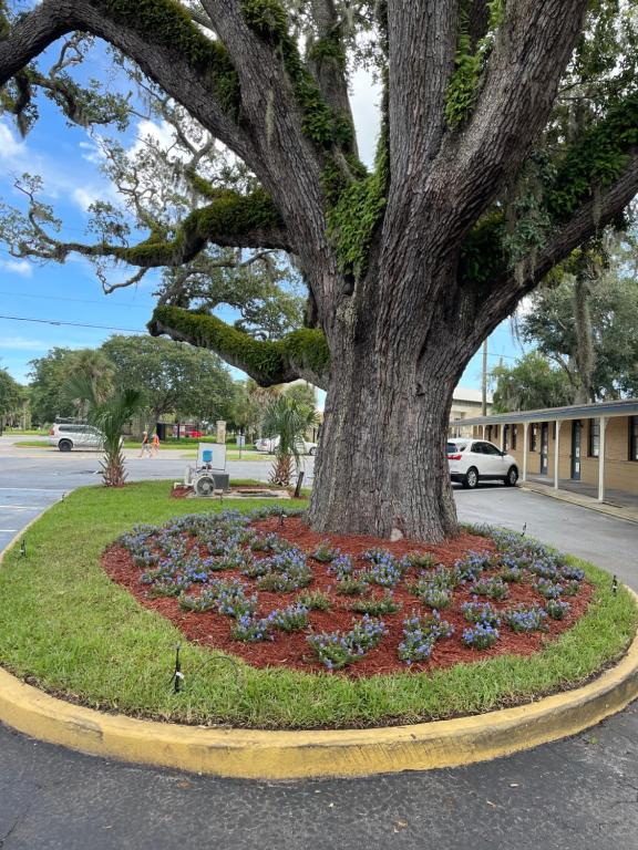 a tree in a flower bed under a tree at Castillo Inn in Saint Augustine