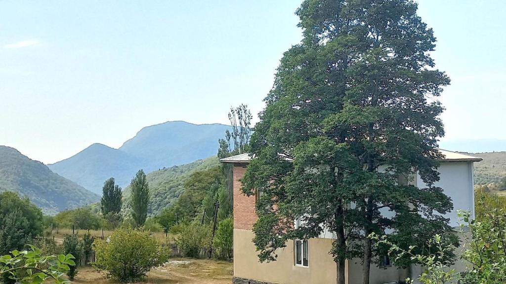 un gran árbol parado junto a un edificio en Sholedani, en Ambrolauri