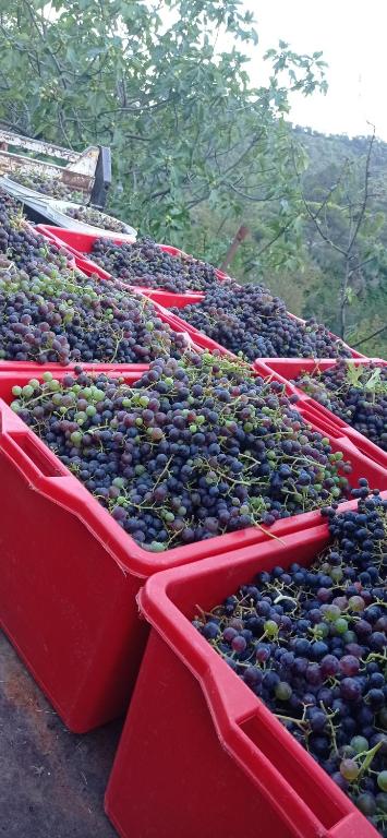 Zahrada ubytování Agriturismo Vecchio Frantoio