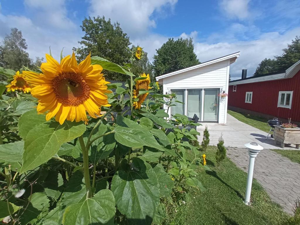 un girasol en el patio de una casa en Hagavik 8 en Växjö