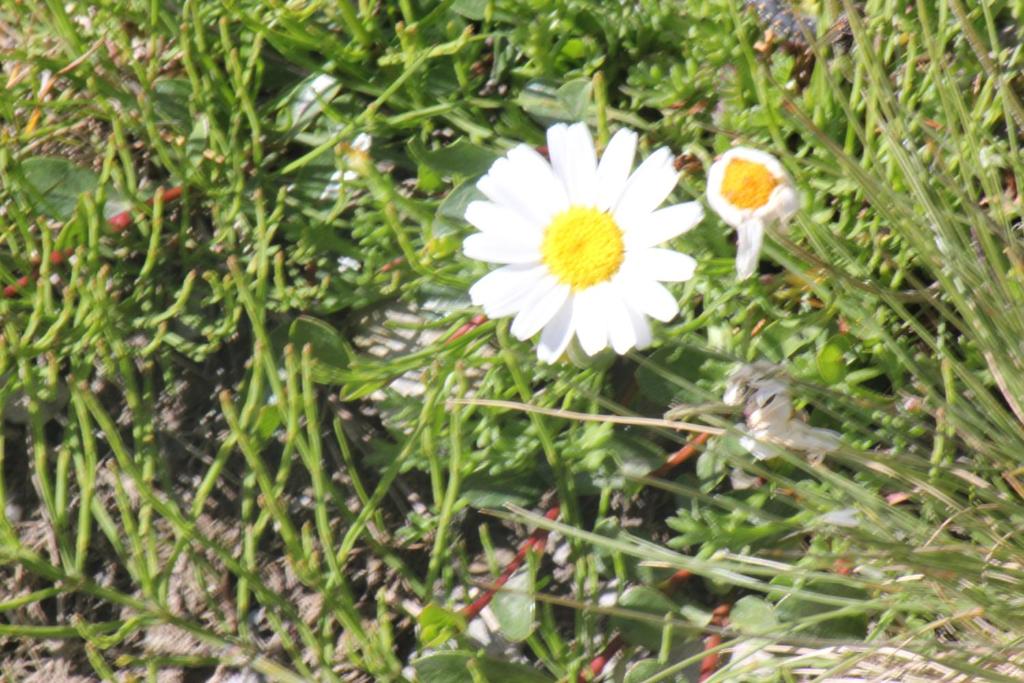 una flor blanca con un centro amarillo en la hierba en La Marguerite, en Aigueblanche