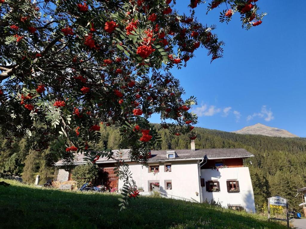 uma casa numa colina com uma árvore com flores vermelhas em Fuldera Daint chasa Zanoli Whg im zweiten Stock em Fuldera