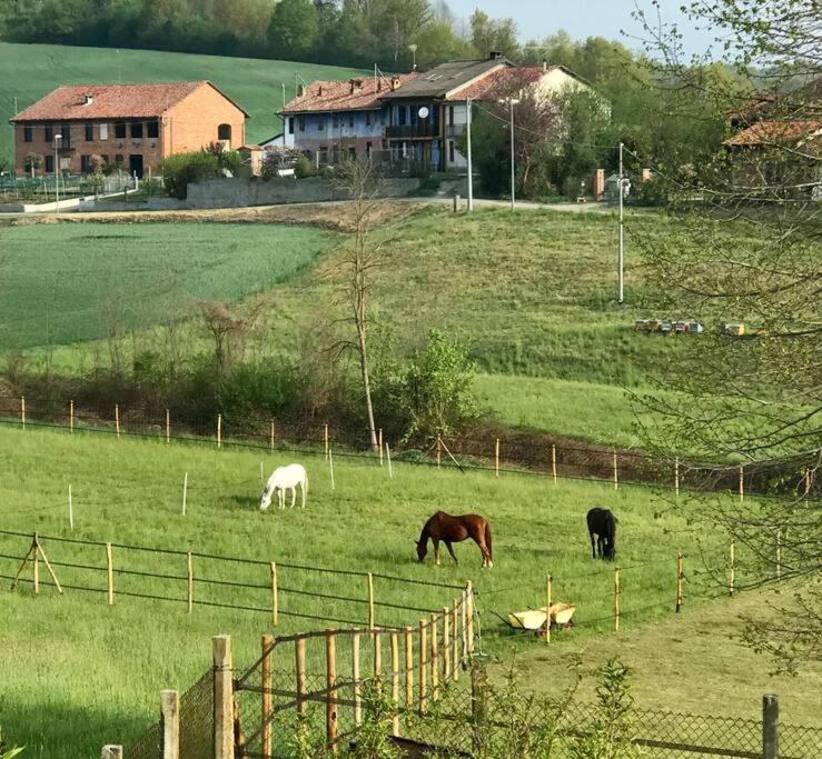 grupa koni pasących się na polu w obiekcie Appartamento in cascina -la cascinetta di Ali- w mieście Roatto