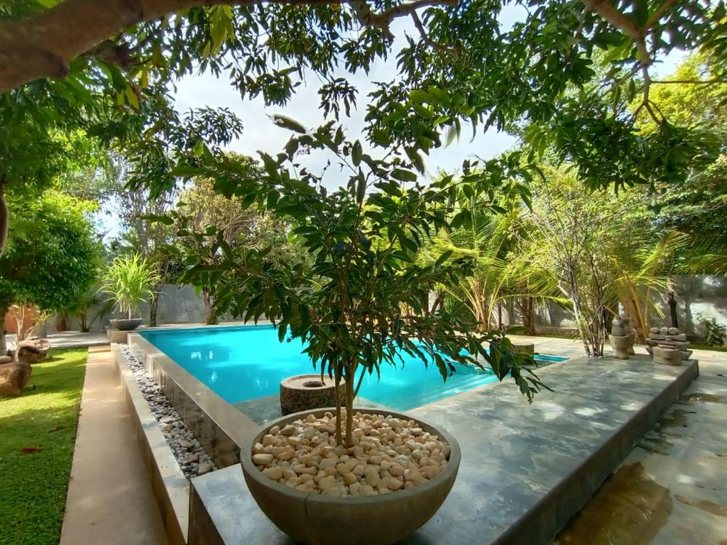 a tree in a pot next to a swimming pool at My Village in Tissamaharama
