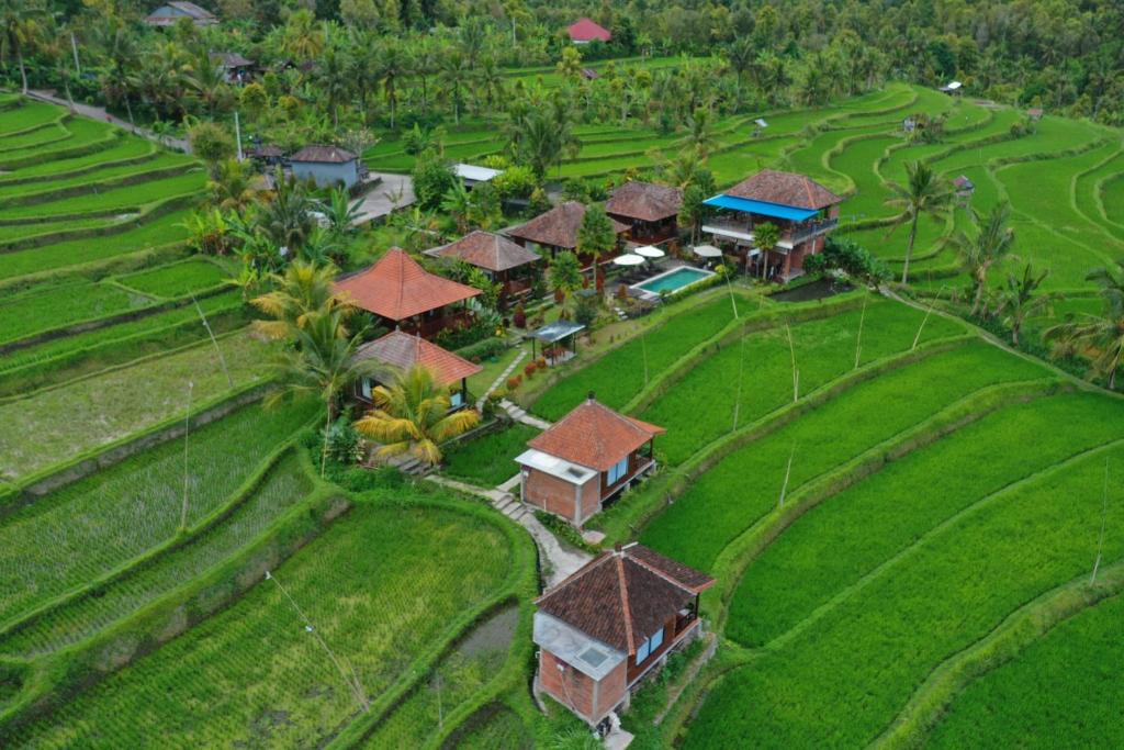 an aerial view of a resort in a rice field at Villa Sande in Munduk