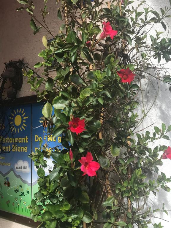 Zahrada ubytování Alte Post mit Geschichte und Restaurant