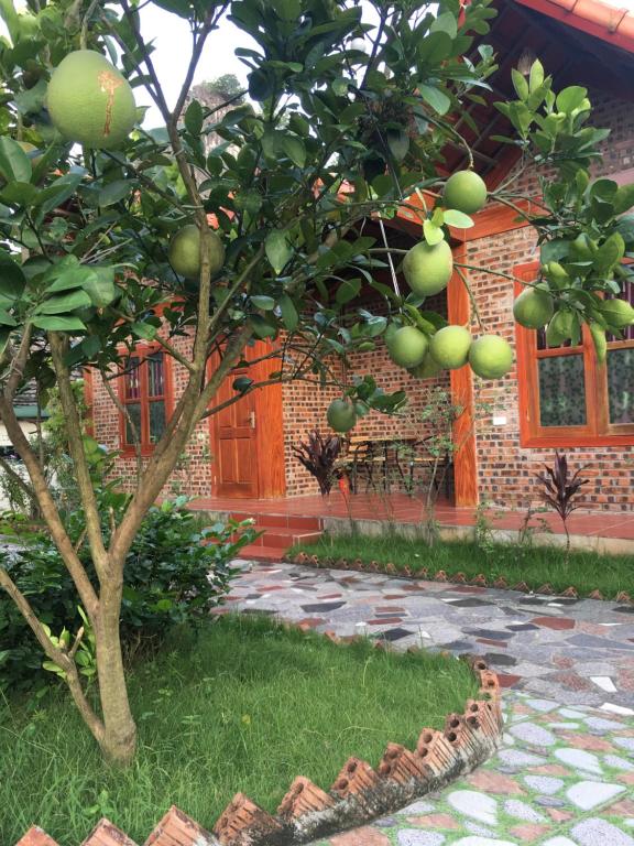 Tam Coc Thanh Dat Homestay - 18