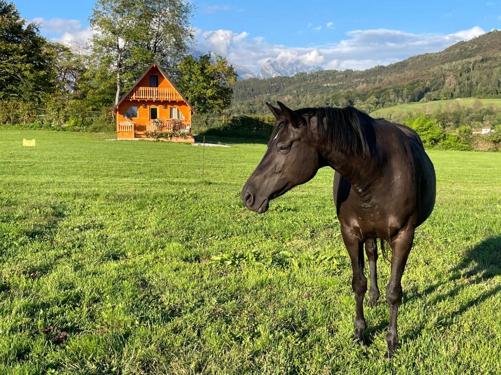 Állatok az apartmanban vagy a közelben