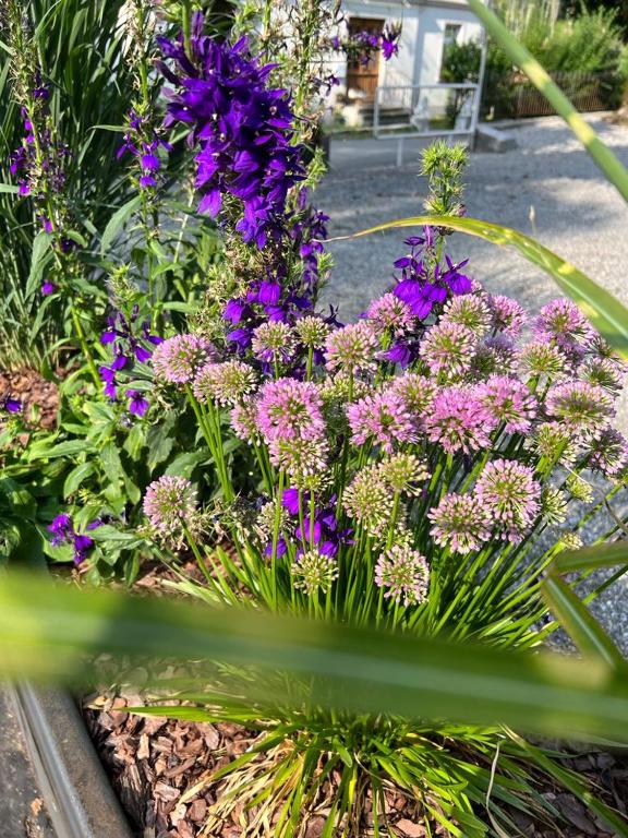 a bunch of purple flowers in a garden at Gasthof - Auszeit im Bad Diezlings - Adults only in Hörbranz