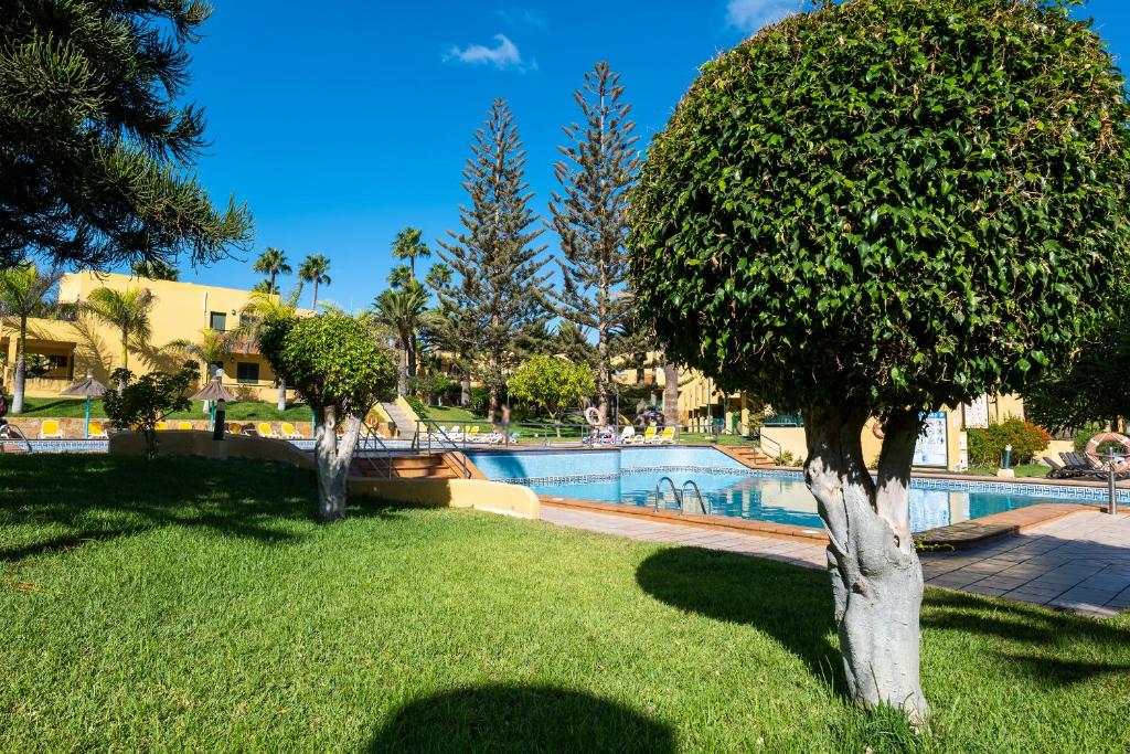 twee bomen in het gras bij een zwembad bij Casa Cocó, Corralejo in Corralejo