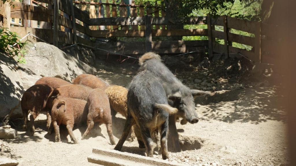 Zvieratá na farme alebo blízkom okolí