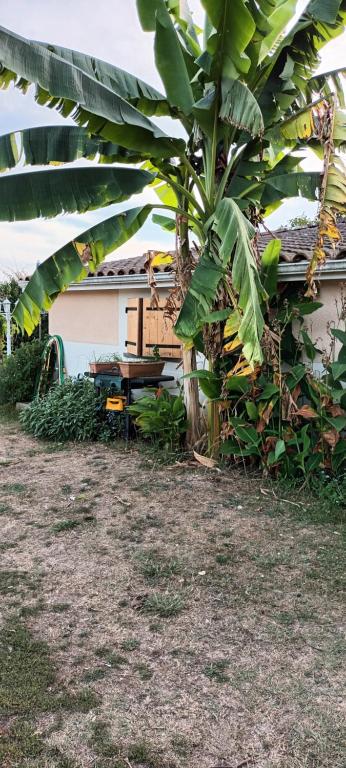 un bananier avec une table à côté d'un bâtiment dans l'établissement Logement TypeF2 meublé, à Saint-Avit-Saint-Nazaire