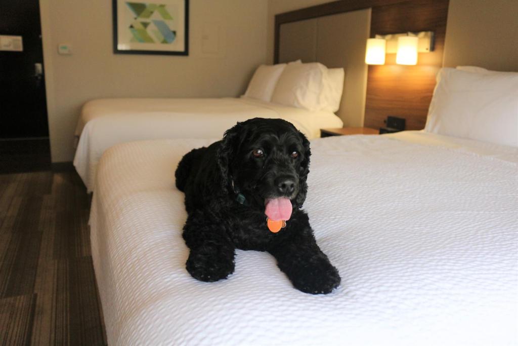 Holiday Inn Express & Suites Albuquerque Historic Old Town, an IHG Hotel - 