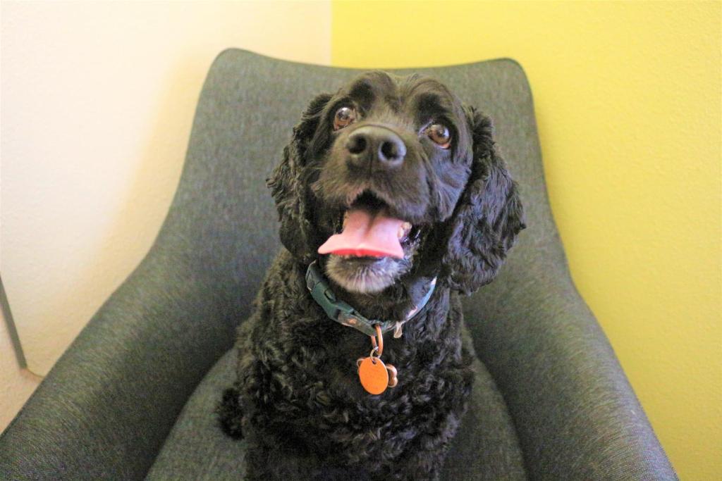 Holiday Inn Express & Suites Albuquerque Historic Old Town, an IHG Hotel - Chambre King Standard - Animaux Acceptés