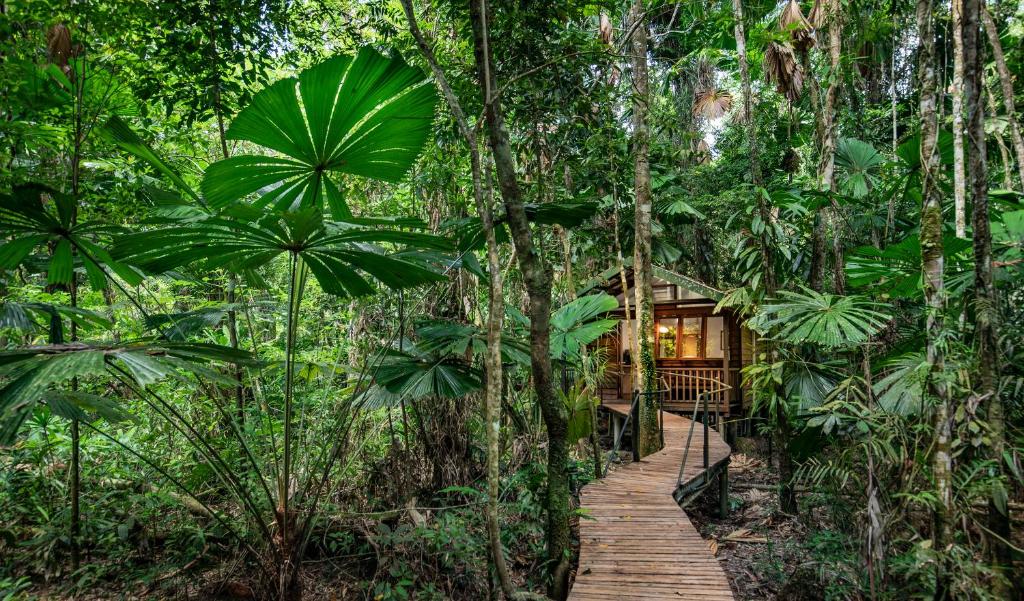 a wooden path leading to a cabin in the forest at Daintree Wilderness Lodge in Daintree