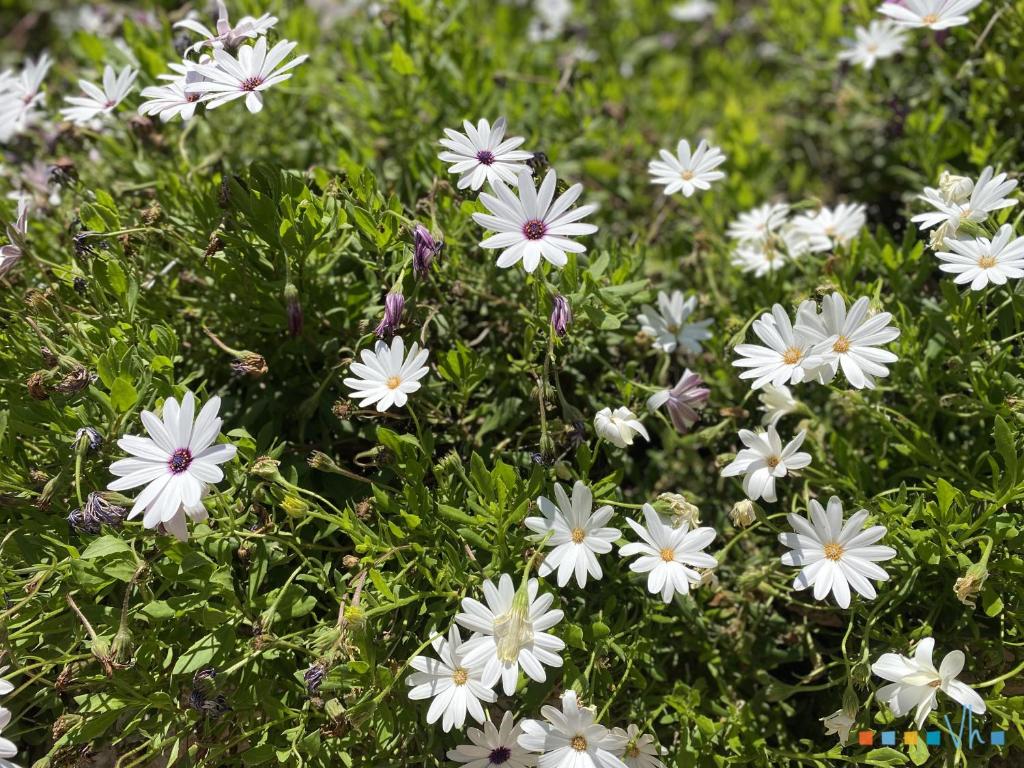 Fotografie z fotogalerie ubytování VH CostaBlanca - GOLONDRINA v destinaci Calpe