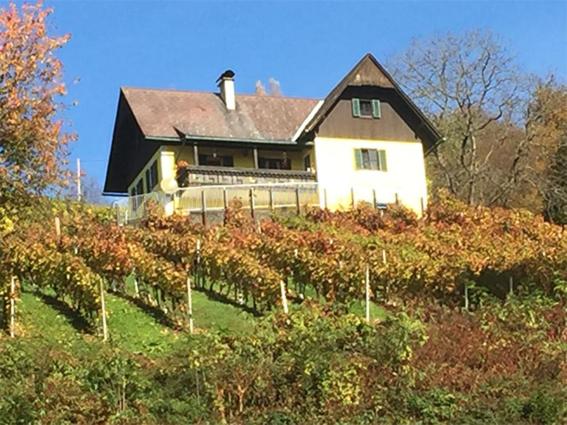 a house on top of a hill with vines at Malerisches Weingartenhäuschen in Kitzeck in Kitzeck im Sausal