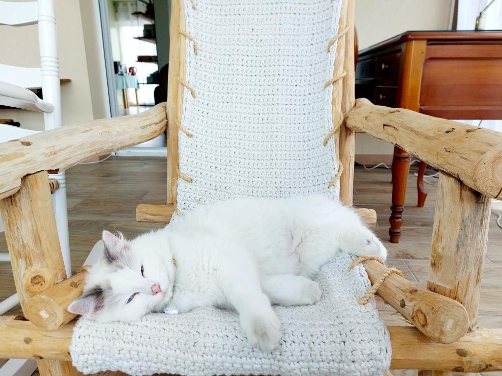 a white cat laying on a wooden rocking chair at Chambres d&#39;hôtes chez l&#39;habitant - Bed&amp; Breakfast homestay in Huisnes-sur-Mer