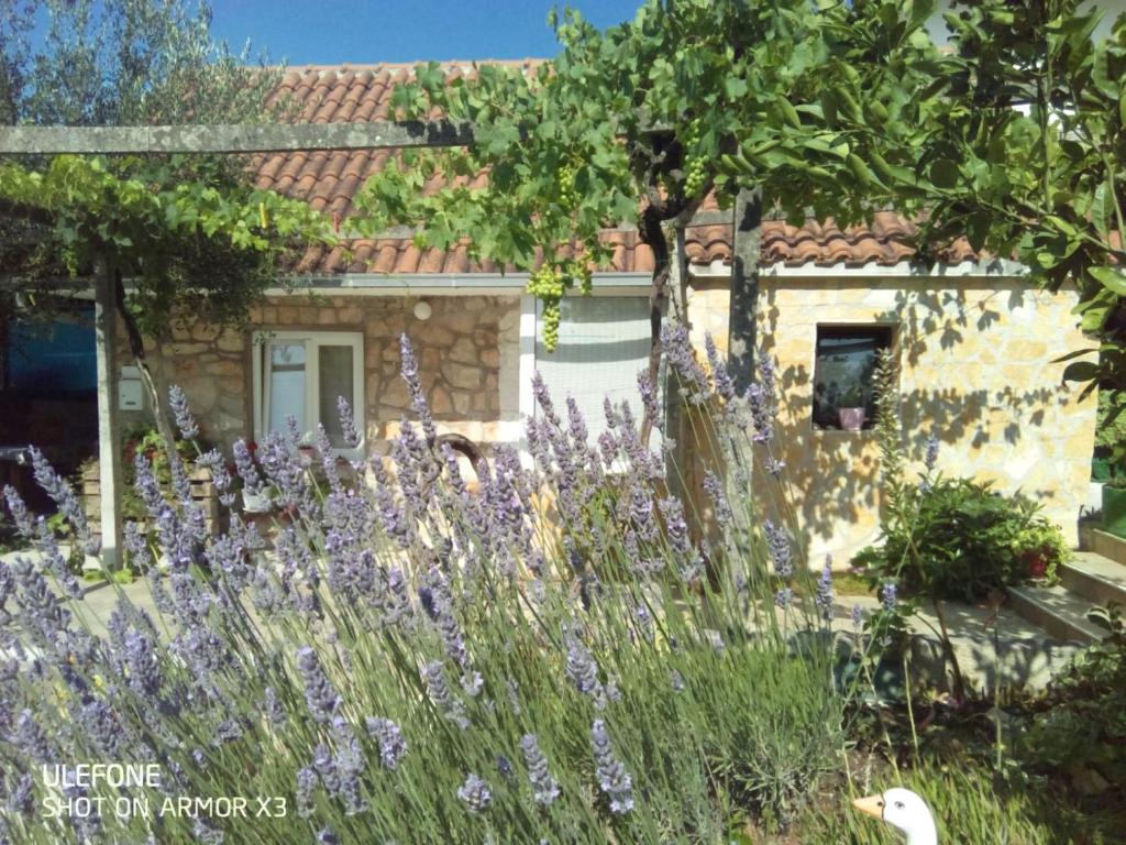 Vonkajšia záhrada v ubytovaní Apartmans Lavanda Island Hvar