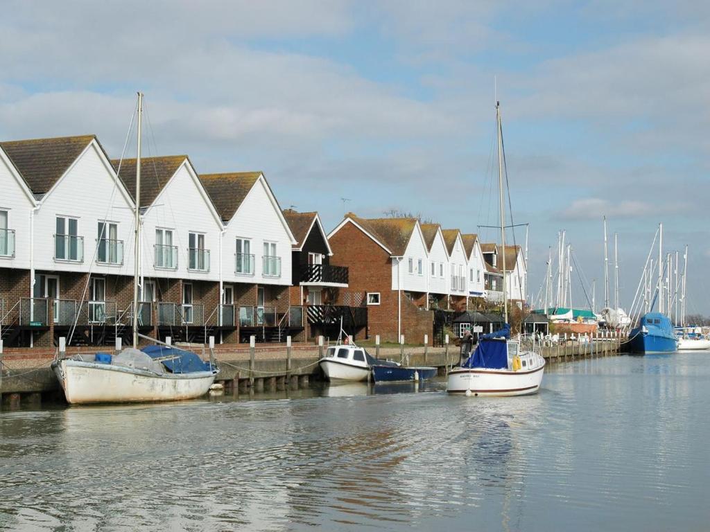 Kittiwakes in Rye, East Sussex, England