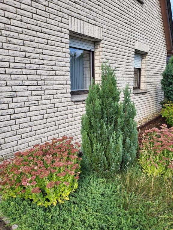 a house with two christmas trees in a garden at Monteur Wohnung in Melle
