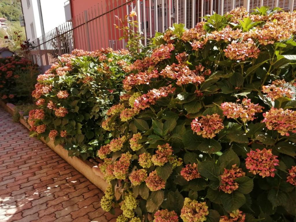 un grand bush de fleurs sur un trottoir en briques dans l'établissement Casa Marina, à San Pellegrino Terme