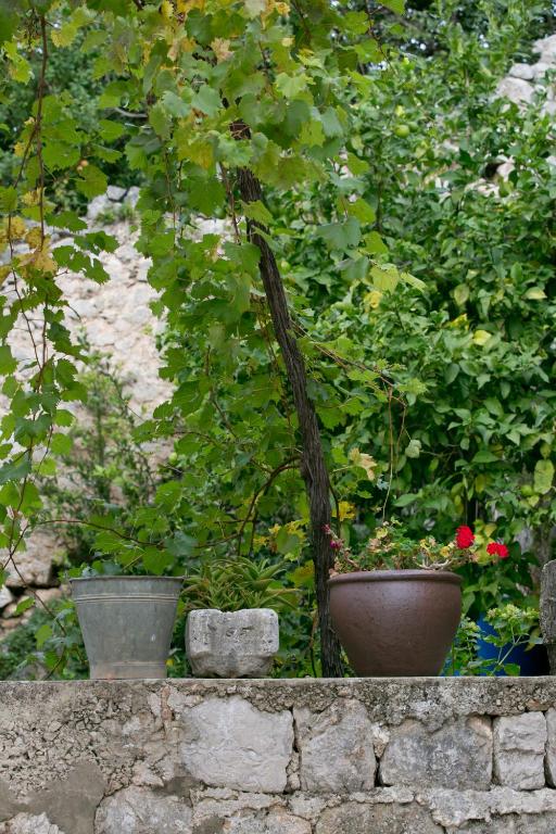Zahrada ubytování Villa Bona Dubrovnik