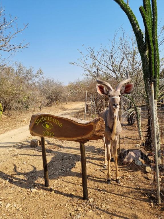 a goat standing next to a sign in the desert at Shebamona No loadshedding in Marloth Park