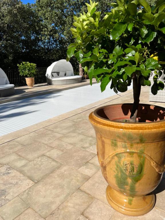 a potted tree in a pot on a patio at La Casa dei Sogni in Flayosc