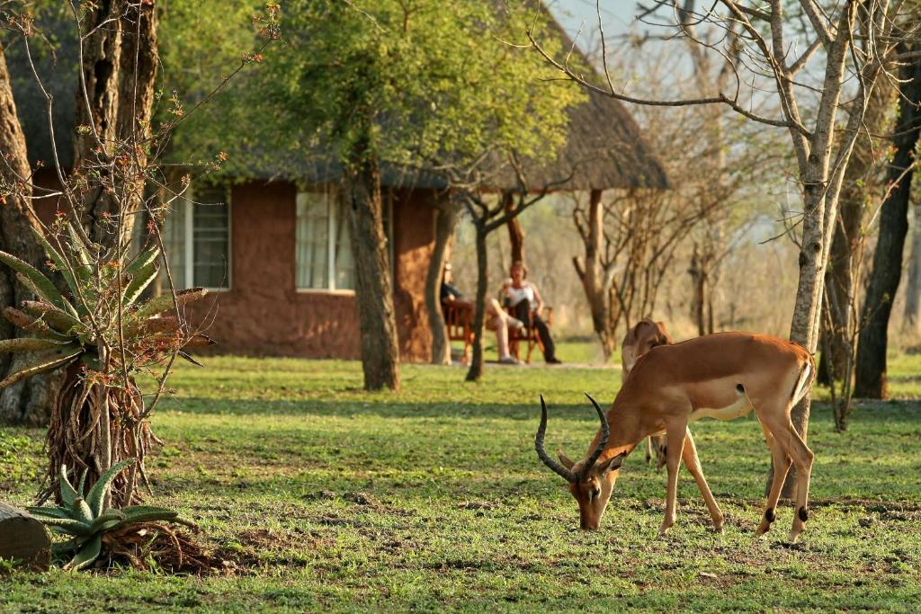 un pâturage de cerfs dans l'herbe devant une maison dans l'établissement Hlane Royal National Park, à Simunye