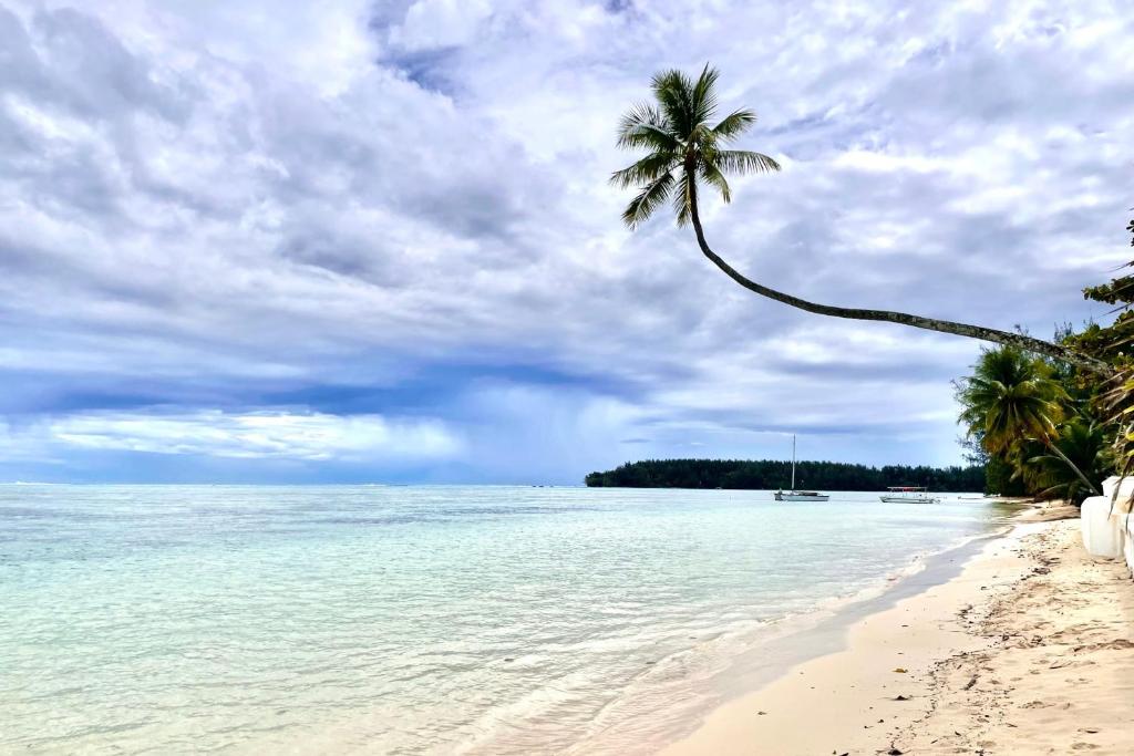 uma palmeira numa praia com o oceano em Fare Auti - halfway beach and mountain on Moorea em Haapiti