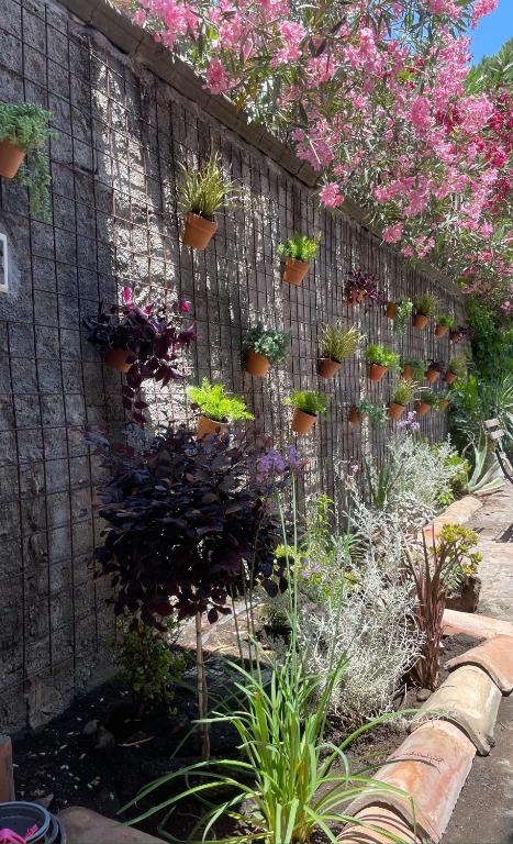A garden outside Citrus, between Etna and the Sea