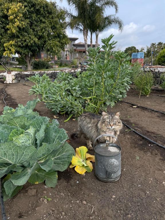 A garden outside Citrus, between Etna and the Sea